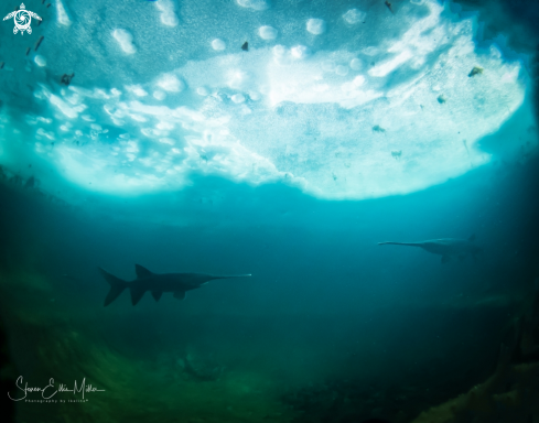 A American Paddlefish