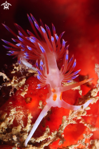 A Cratena peregrina | Flabellina