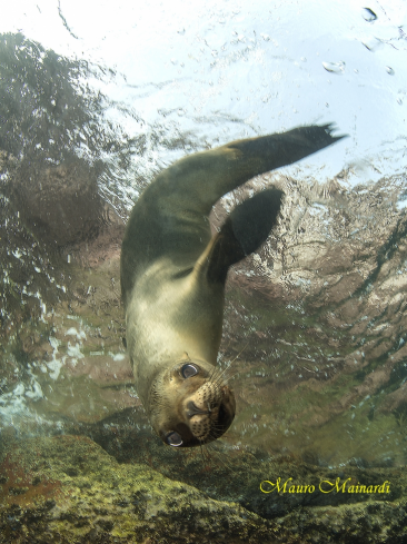 A Sealion