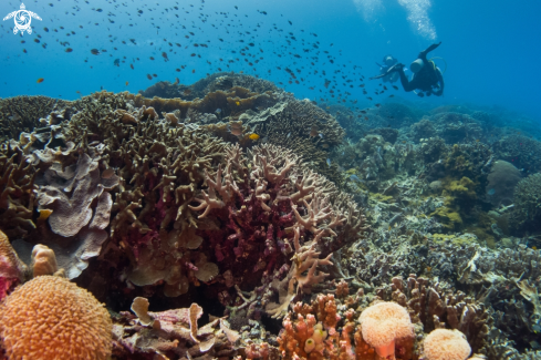 A Anthias and Coral Reef