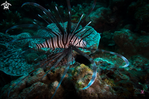 A Lionfish