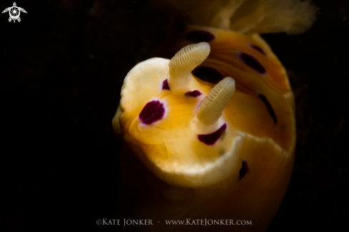 A Ink-spot nudibranch