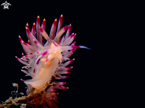 A Coryphellina rubrolineata | Nudibranch