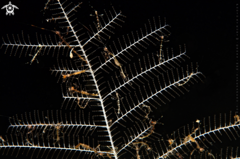 A Skeleton Shrimp group