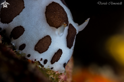 A Chromodoris Atromaculata | Vacchetta di mare