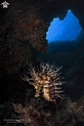 A Mediterranean sea horse