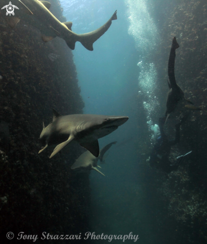 A Carcharias taurus | Grey Nurse Shark