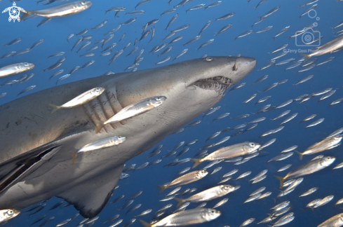 A sand tiger shark