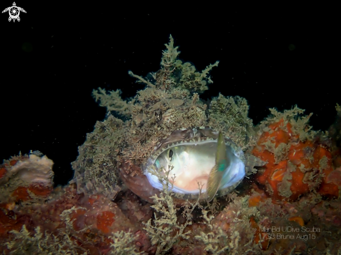 A Scorpionfish