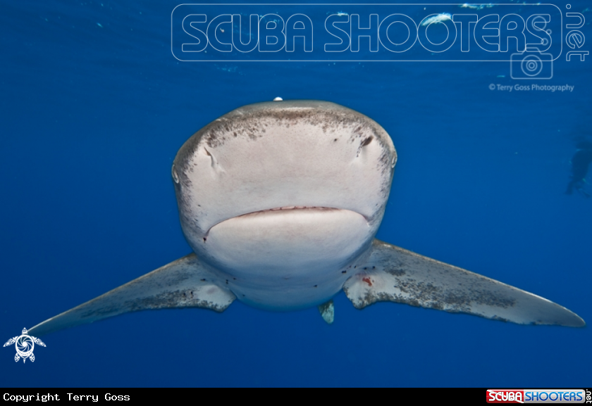 A oceanic whitetip shark