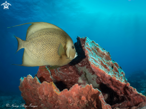 A Gray Angel Fish