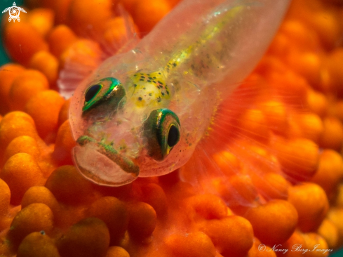 A Goby