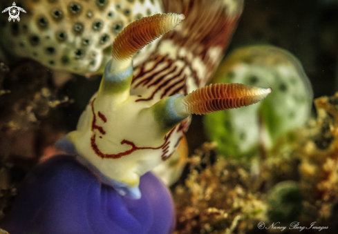 A Nembrotha lineolata | Nudibranch