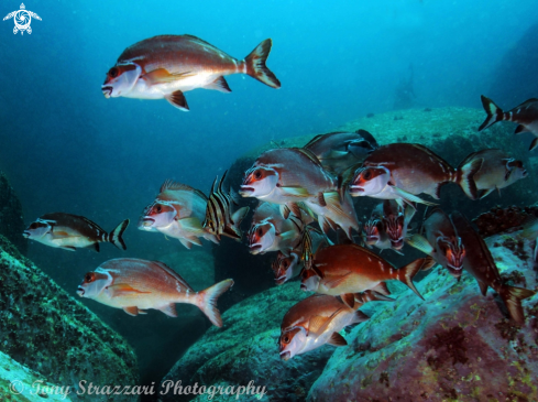 A Old wives with red morwong