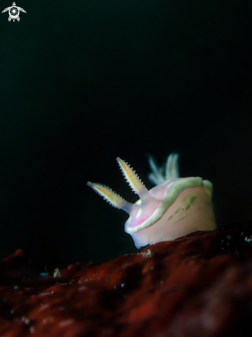 A Ceratosoma sp. | Nudibranch