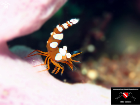 A Squat Anemone Shrimp or Sexy Shrimp