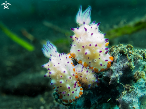 A Mexichromis à papilles pourpres