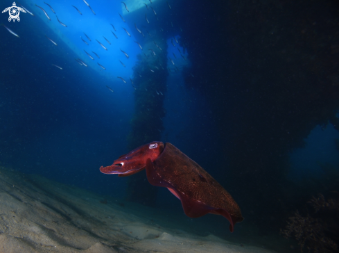 A Cuttlefish