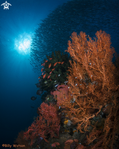 A Gorgonian Sea Fan