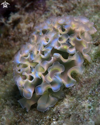 A Lettuce Sea Slug