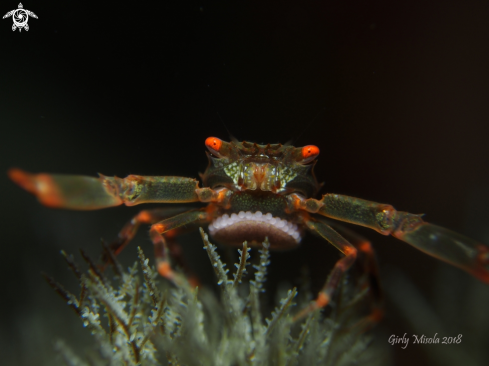 A Quadrella Maculosa | Black coral crab