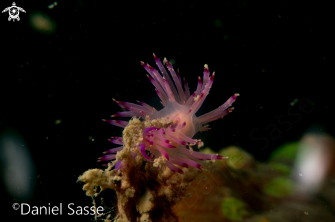 A Flabellina rubrolineata | Red lined Flabellina