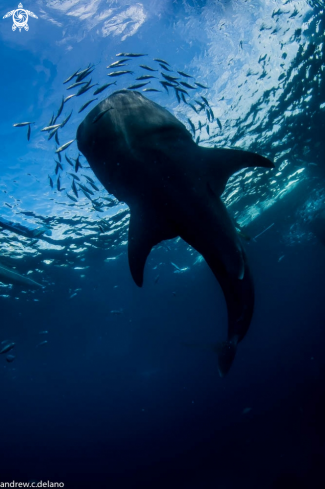 A Whale Shark