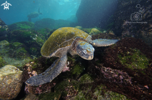 A Chelonia mydas | green sea turtle