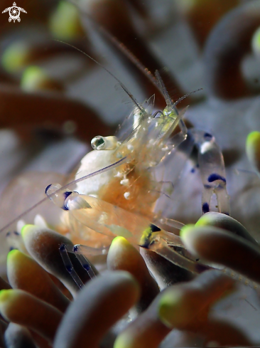 A Ancylomenes brevicarpalis | Peacock-tail anemone shrimp
