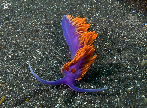 A Flabellina iodinea | Spanish shawl nudibranch