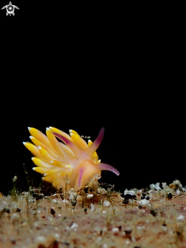 A Trinchesia sibogae | Nudibranch baby