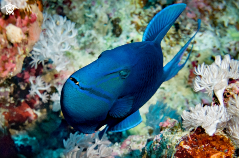 A Pseudobalistes fuscus | 黑副鱗魨 , Ballesta azul