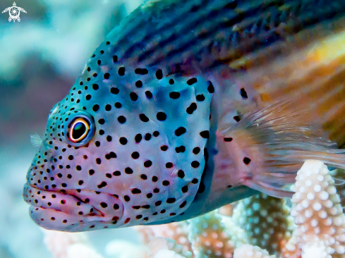 A Paracirrhites forsteri | 雀斑副 , Forster's hawkfish