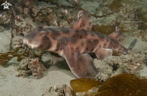 A horn shark