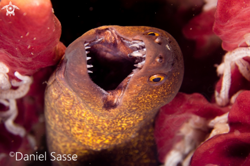 A Yellow-edged moray