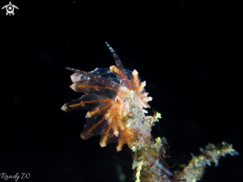 A Eubranchus Sp. | Nudibranch