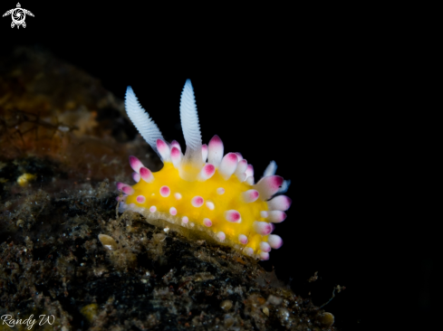 A Nudibranch