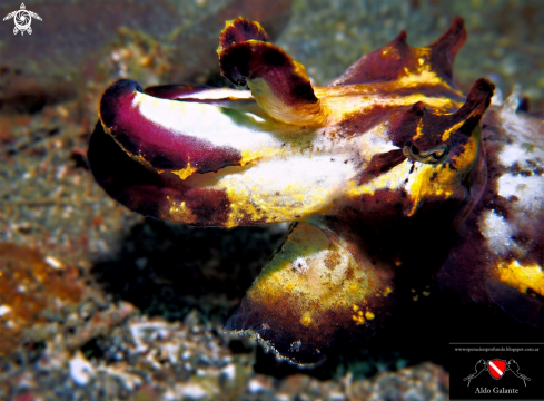 A Flamboyant Cuttlefish