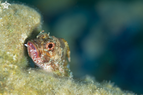 A Scorpion fish