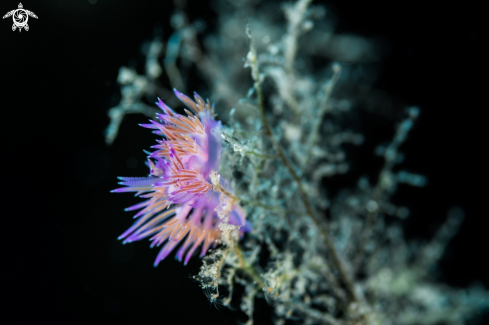 A Nudibranchs