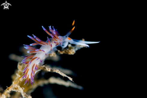 A Nudibranchs