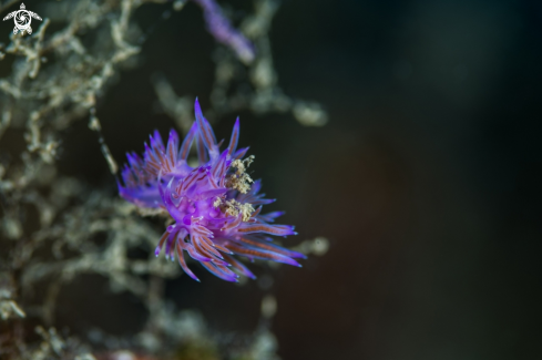 A Nudibranchs