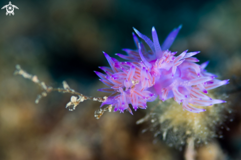 A Nudibranchs