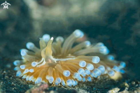 A Nudibranchs