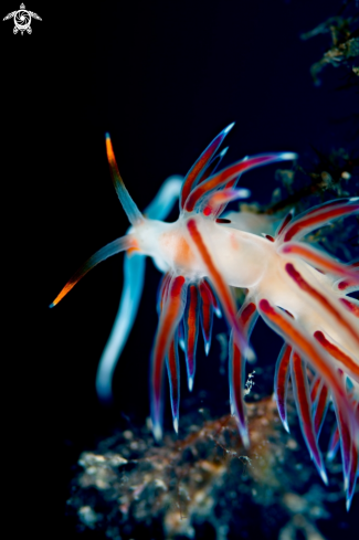 A Nudibranchs