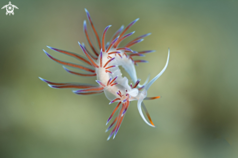 A Nudibranchs