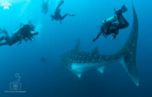 A whaleshark