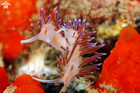 A nudibranch