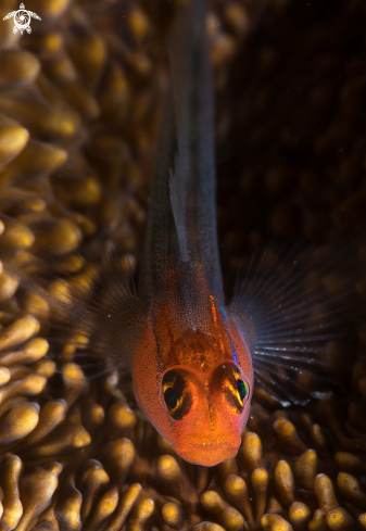 A Redhead goby