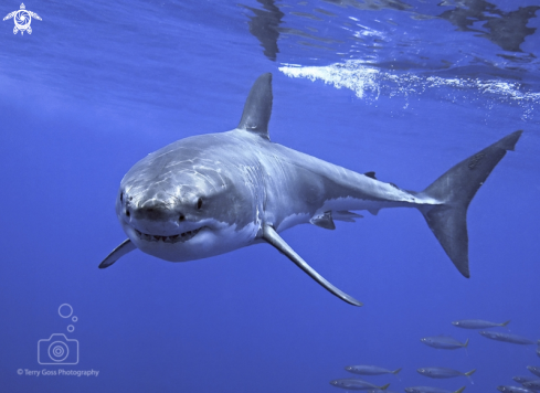 A white shark